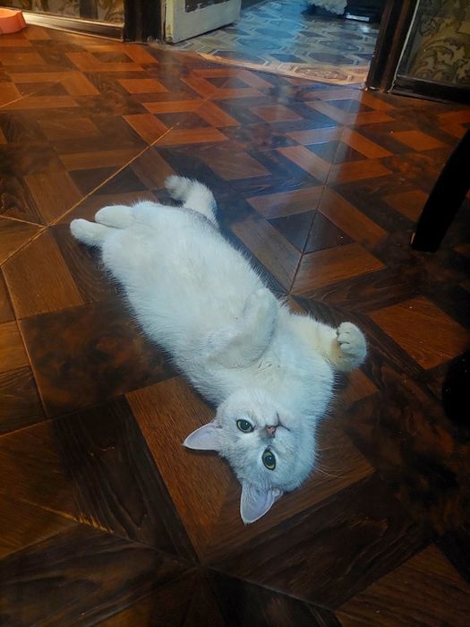 Договорная цена .Шотландская серебристая шиншила