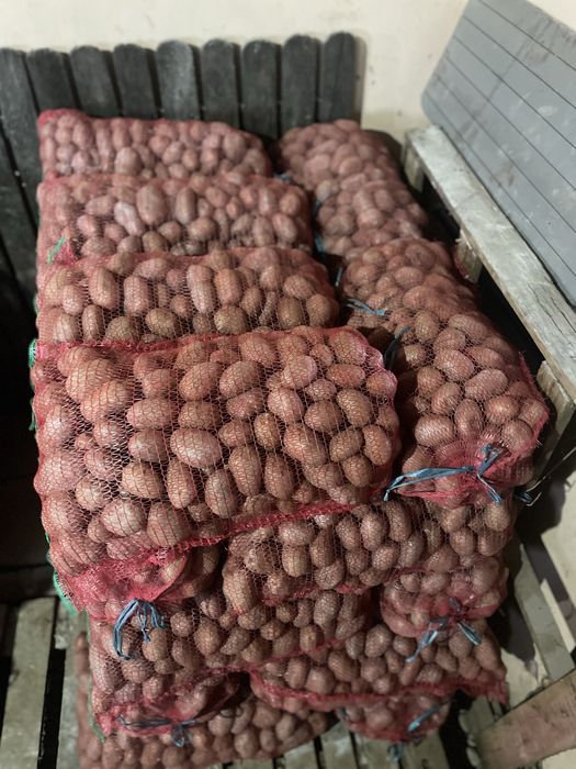 Cartofi de consum soi bellarosa. Recent sortati
