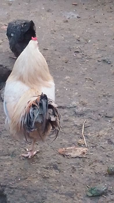 Cocoși comuni de vânzare