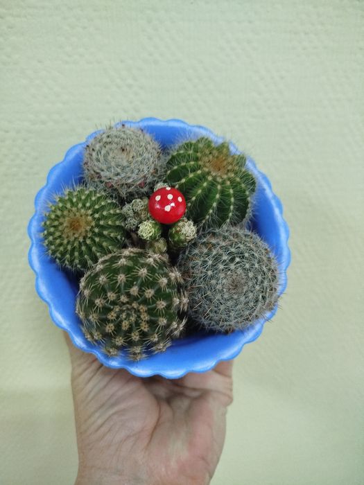 Кактусы в наличии