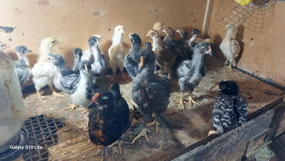 Продаються цыплята