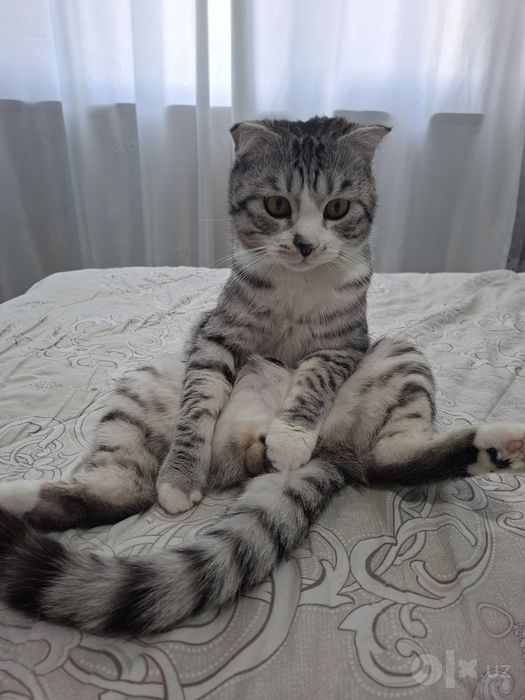 Бесплатно в хорошие руки