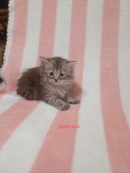 Котята в ответственные руки