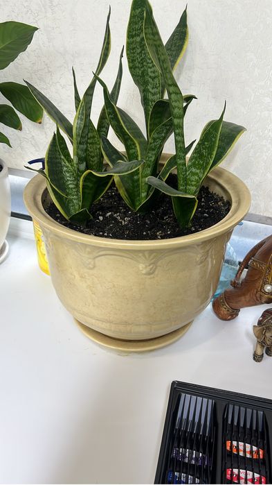 Цветок Долларовое дерево и др.