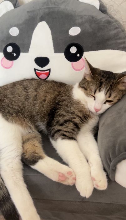 Мысық сатылады тегін үй мысығы