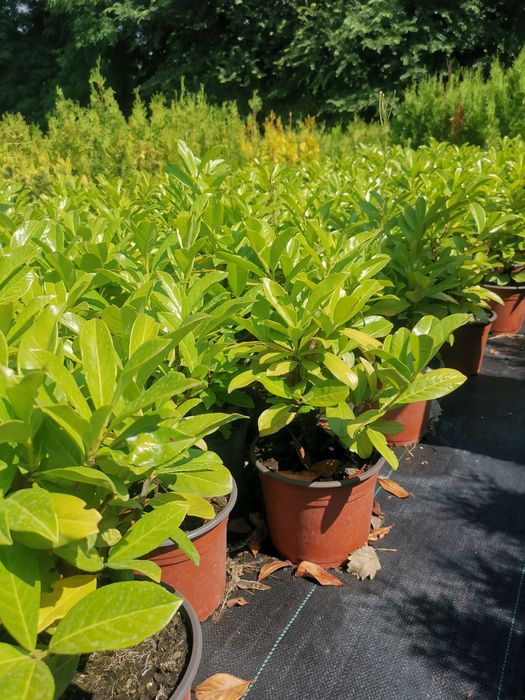 Лавровишна цена 7лева 50см