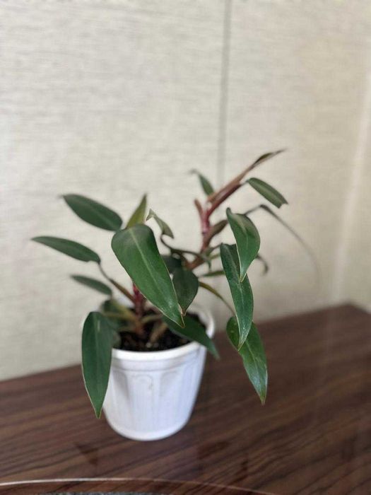 Продам  комнатные цветы