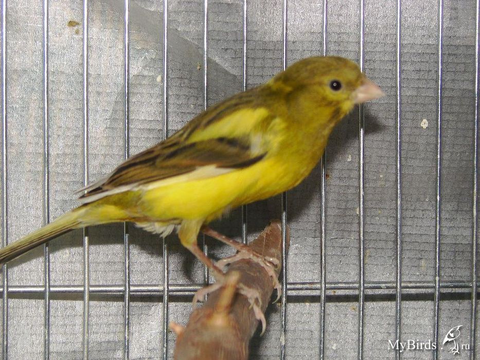 Молодые кенары и канарейки