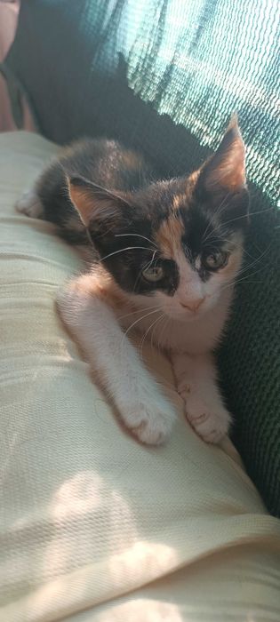 Пристраивается в хорошие руки