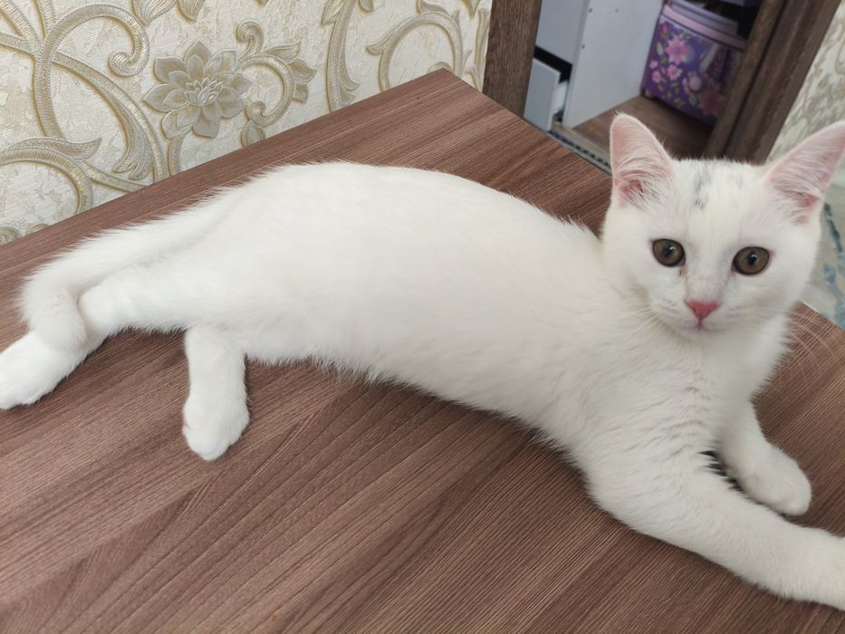 Отдам котенка мальчика