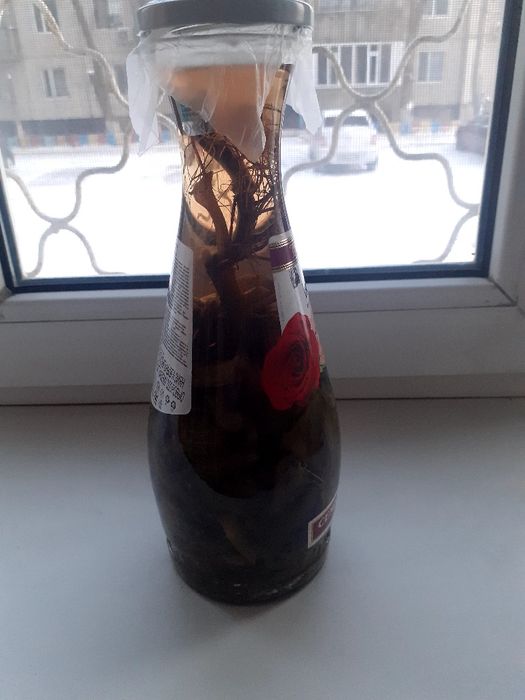 Лечебный цветок Каланхоэ Дегремона