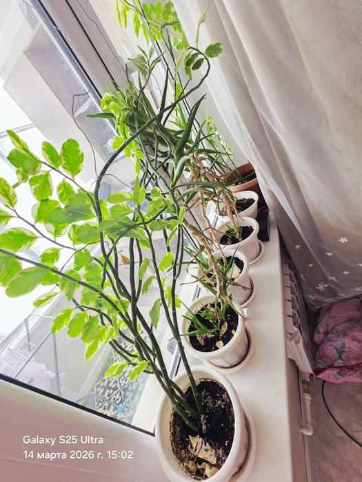 Цветы разные все аместе продаю