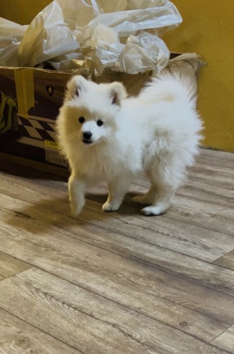 Мини шпиц 2 месеца с паспорт