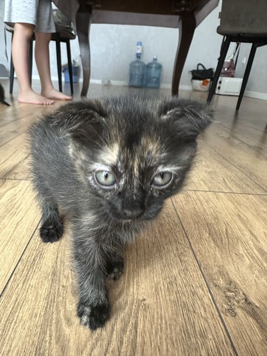 Отдам котенка беспл