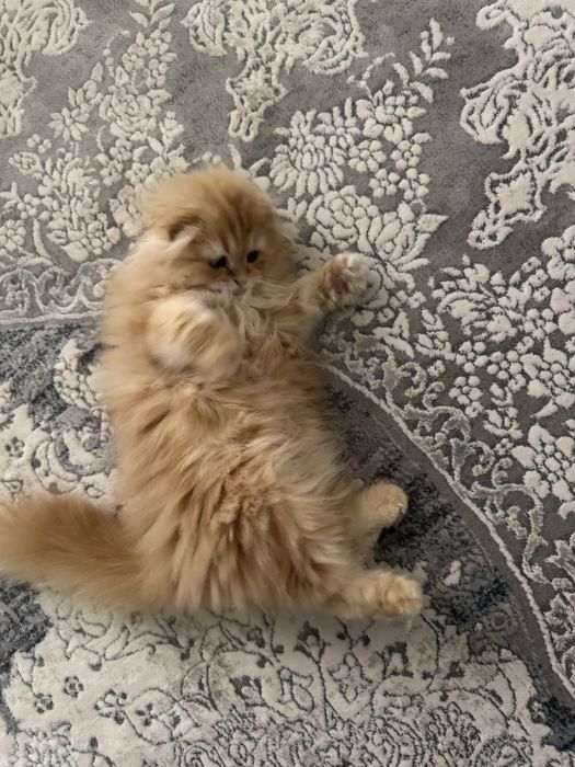 Мушук,пишак,котёнок