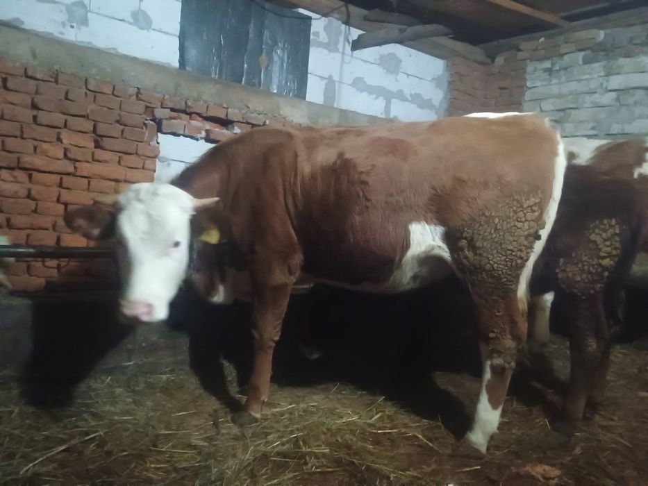 Vând jurinca la prima fătare gestanta in 5 luni