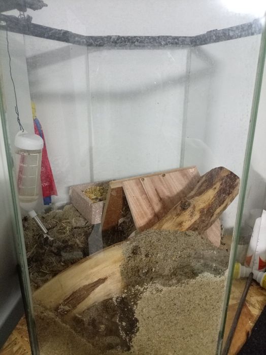 Vând gerbil,veverița mongoleza