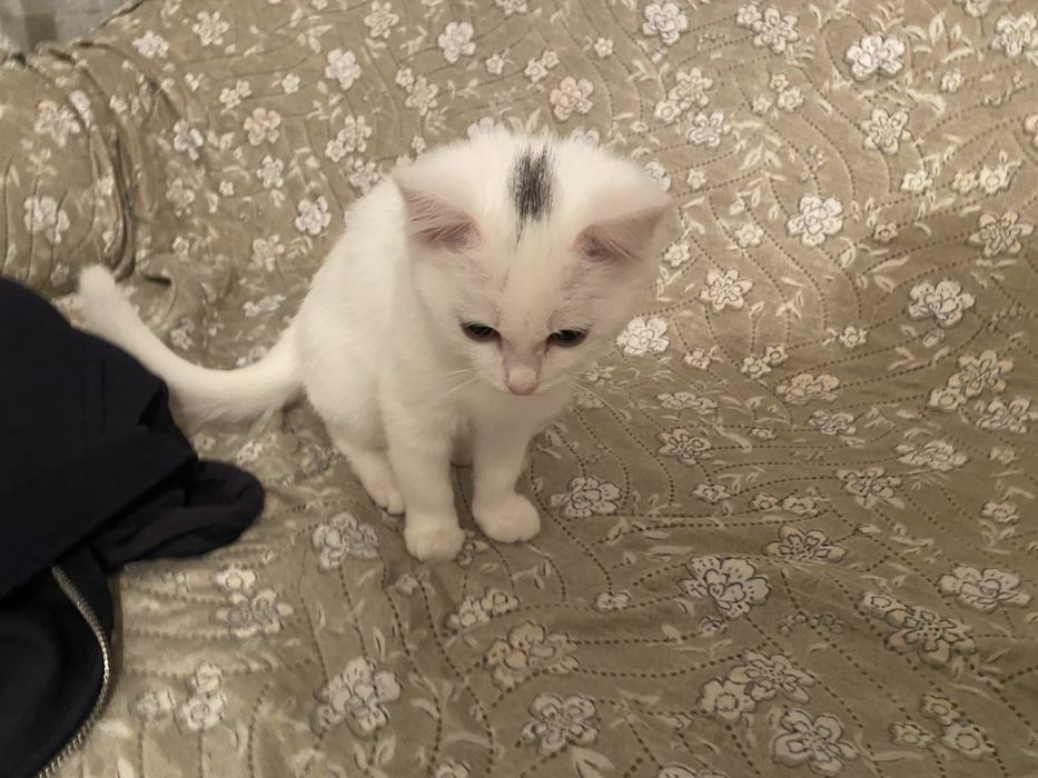 Котенок приучена к лотку