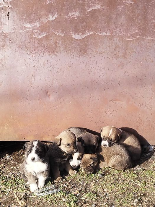 Щенки азиат, мать охотничья