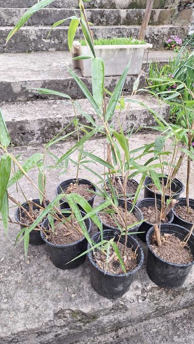 Продавам растения студоустойчив бамбук