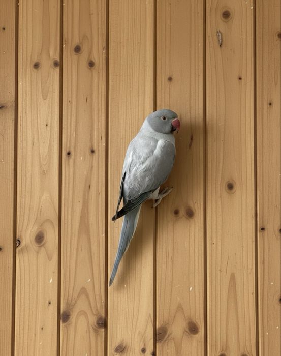 Papagal Micul Alexandru opalin Alexander