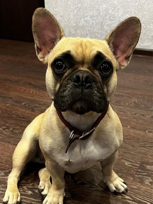 Щенки Француского бульдога