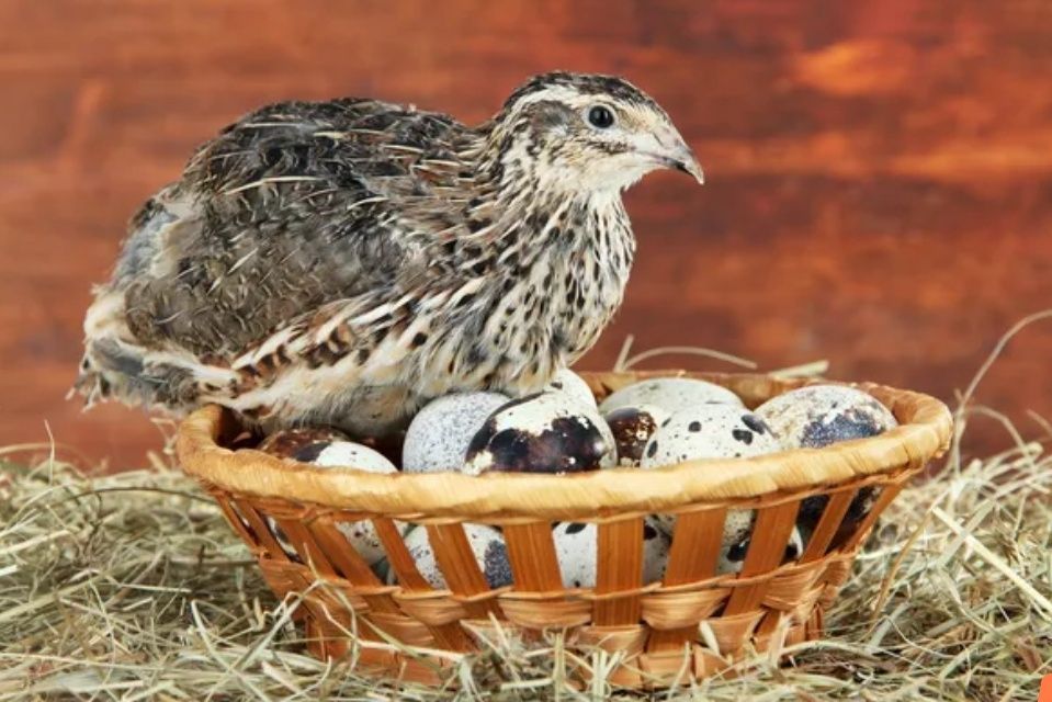 Бедана, Перепела, жужаси, тухуми