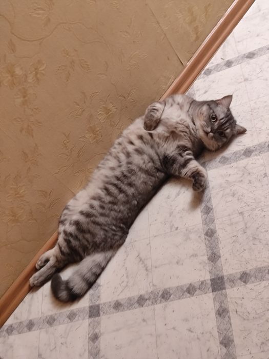 Кот шотландец 2 года