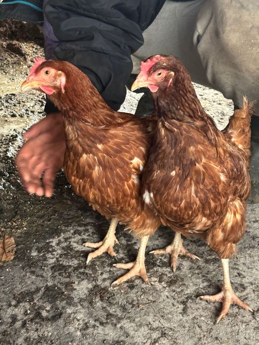 Продавам кокошки носачки