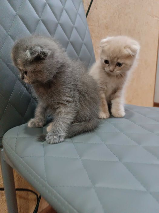 Вислоухие котята