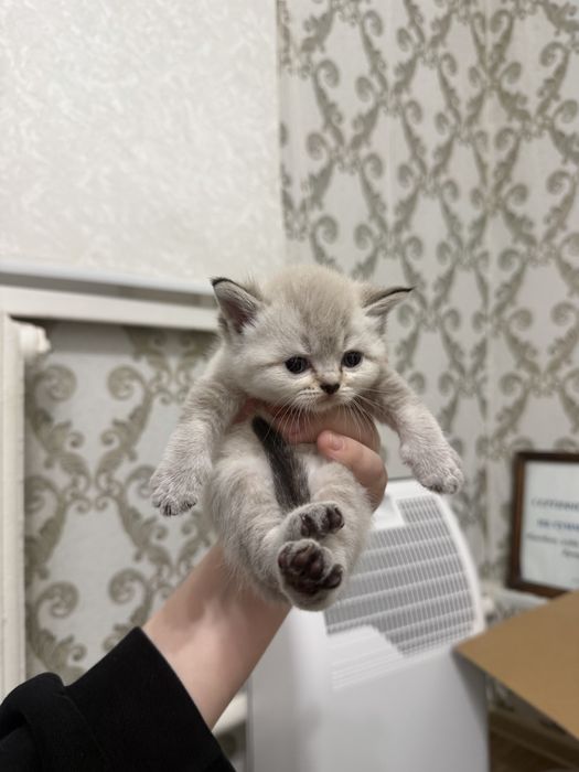 Шикарные котята фавн-пойнт