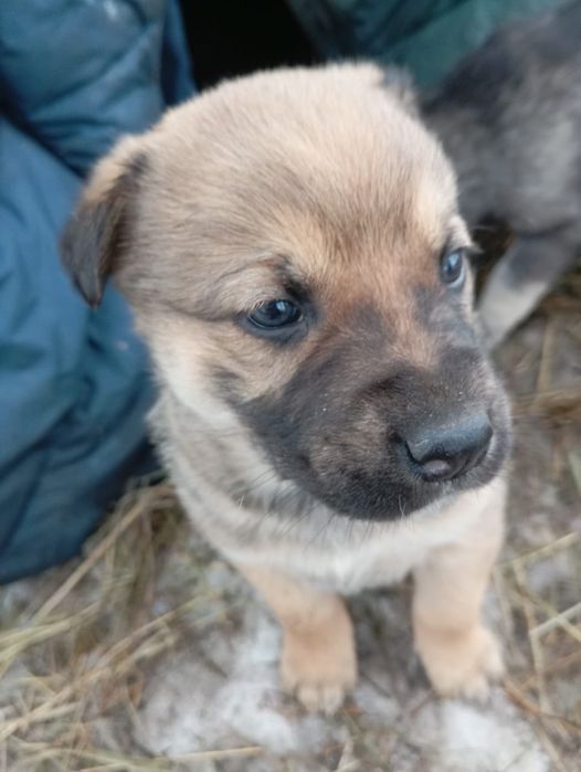 Отдам щеночков в хорошие руки