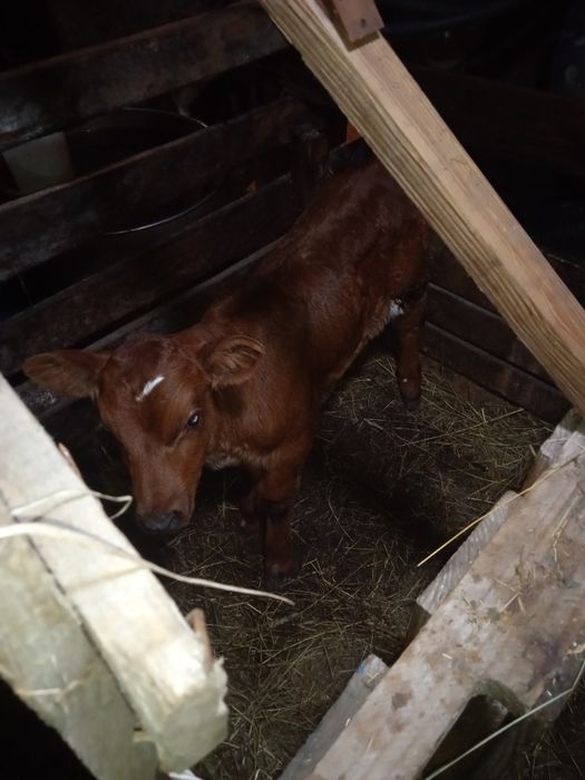 Срочно продам тёлочку 2недельную