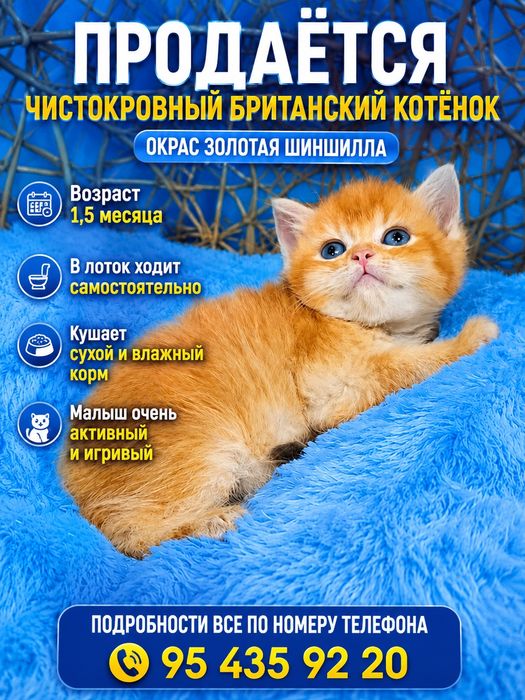 Продаётся чистокровный британский котёнок золотая шиншилла