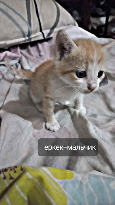 Маленькие котята