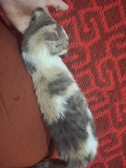 Котёнок даром в ответственные руки