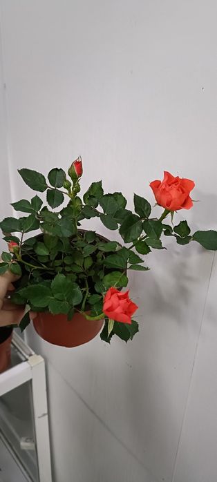 Розы:3000 тенге!