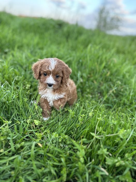 Кавапу-Той Пудел