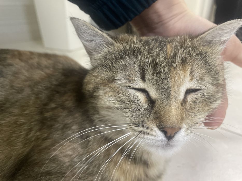 Мысық алып кетесіздерме