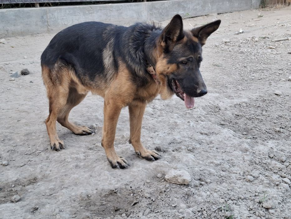 Немецкая овчарка