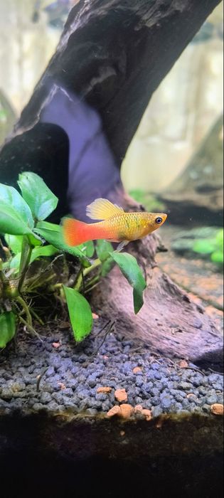 Acvariu Diversa 120 L +Stand+Pești