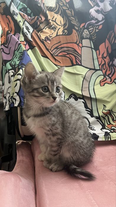 Котенок девочка в добрые руки