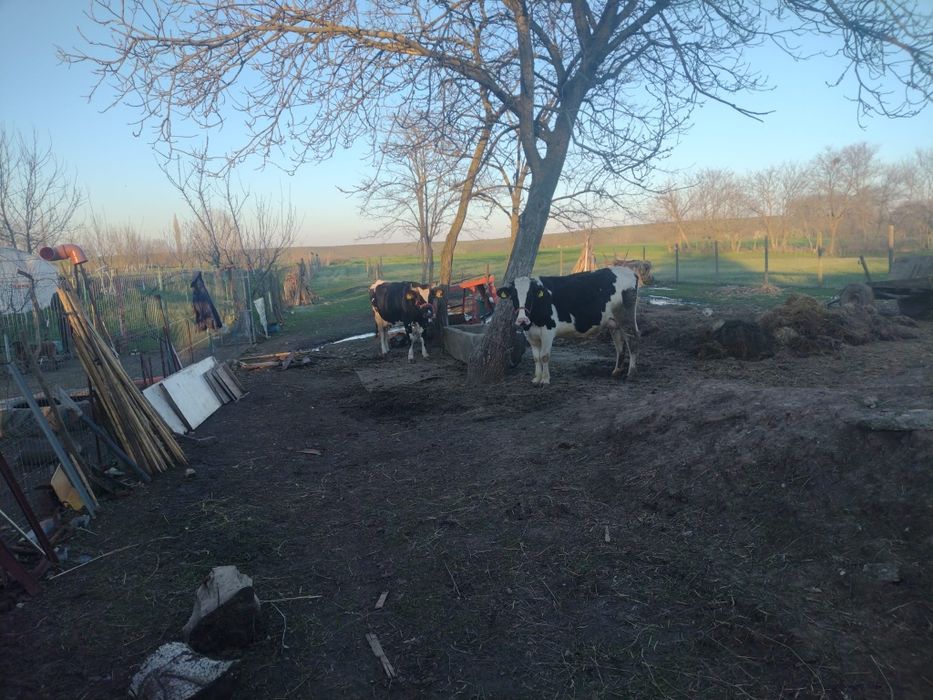 Vaci de vanzare bune de lapte
Vaci de vânzare bune de lapte – 25L/zi f
