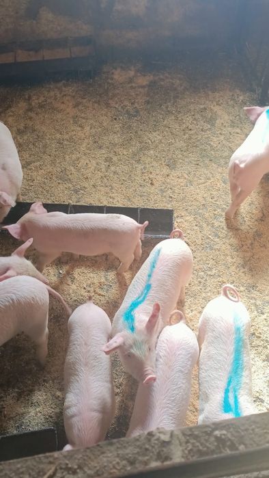 Продам поросят возраст 1 месяц