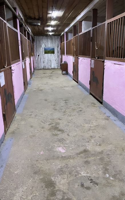 Тренинг скаковых лошадей