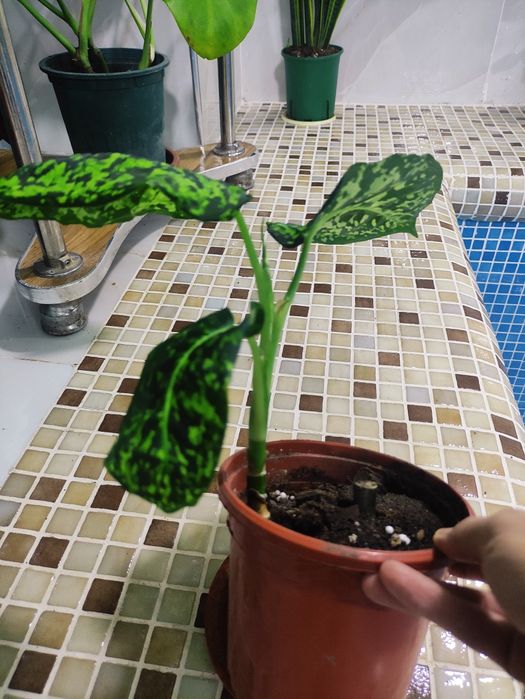 Дифенбахия рефлектор шикарный цвет электро