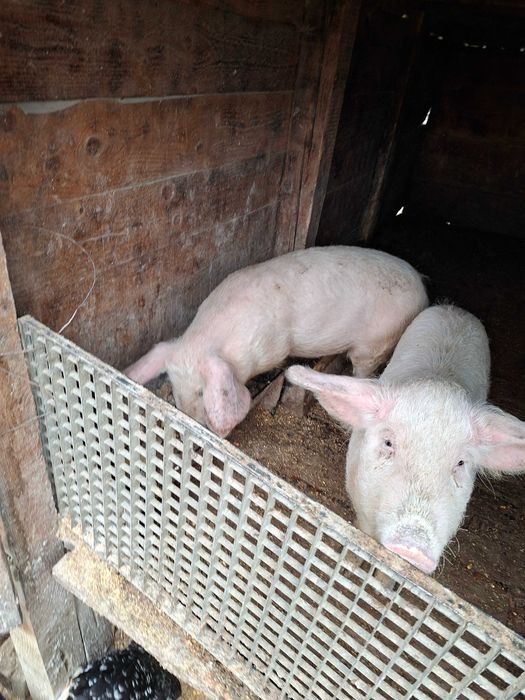 Vand sau schimb pe graunte