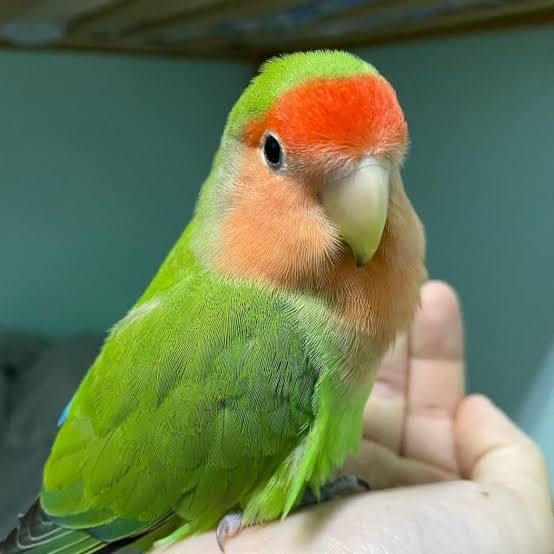 Неразлучники очень милые