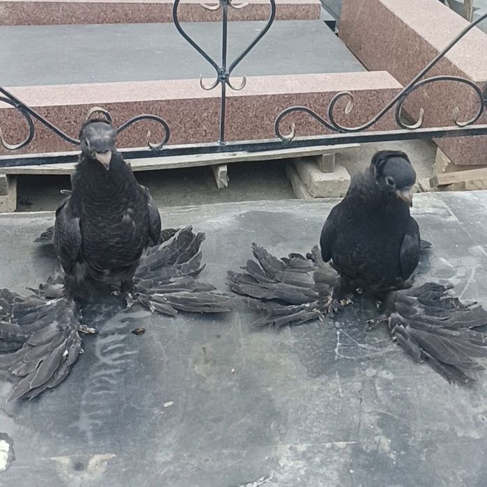 Голуби пискуны черные