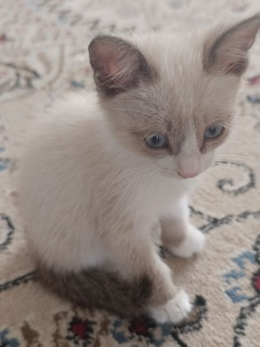 сиамские котятаа